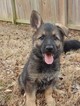 Small Photo #1 German Shepherd Dog Puppy For Sale in MAUMELLE, AR, USA
