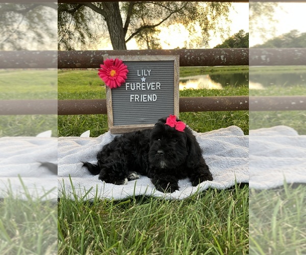 Medium Photo #4 ShihPoo Puppy For Sale in BLOOMFIELD, IN, USA