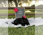 Lily - Female ShihPoo Puppy for Sale - Photo #4