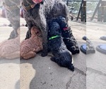 Small #1 Poodle (Miniature)