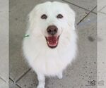 Small #2 Great Pyrenees Mix