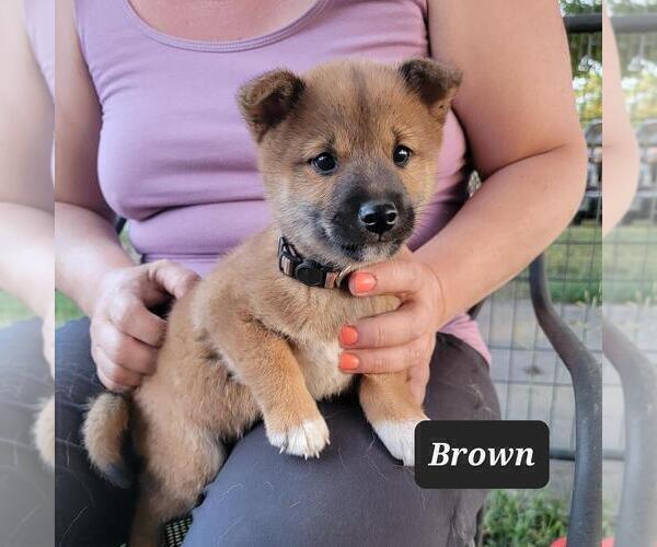 Medium Photo #2 Shiba Inu Puppy For Sale in BERESFORD, SD, USA