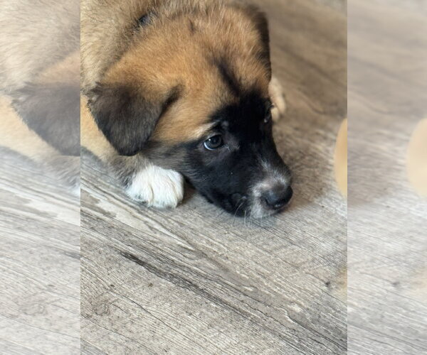 Medium Photo #2 Labrador Retriever-Unknown Mix Puppy For Sale in San Diego, CA, USA