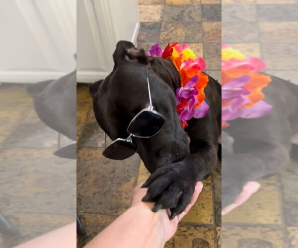 Medium Photo #3 American Pit Bull Terrier-Labrador Retriever Mix Puppy For Sale in Dana Point, CA, USA