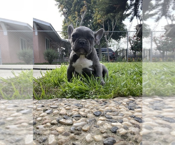 Medium Photo #8 French Bulldog Puppy For Sale in MODESTO, CA, USA