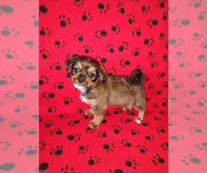 Medium Shorkie Tzu