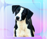 Small #2 Mutt