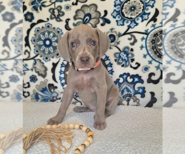 Medium Photo #4 Weimaraner Puppy For Sale in LEWISBURG, KY, USA