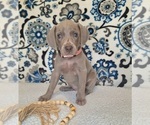 Small #3 Weimaraner