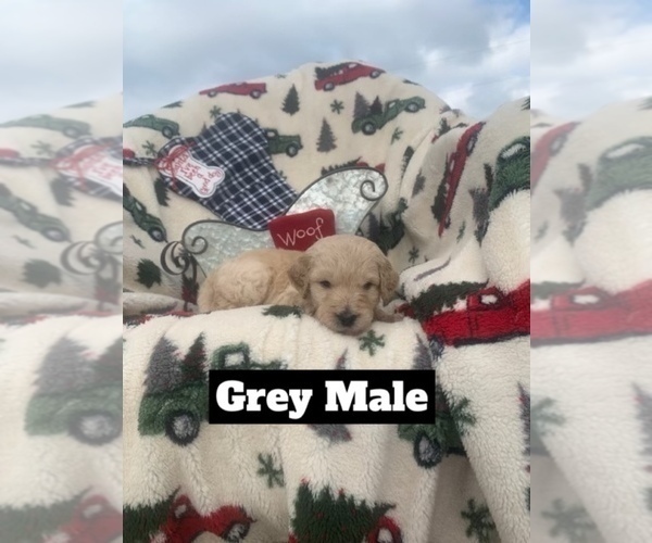 Medium Photo #21 Goldendoodle Puppy For Sale in HUGHES SPRINGS, TX, USA