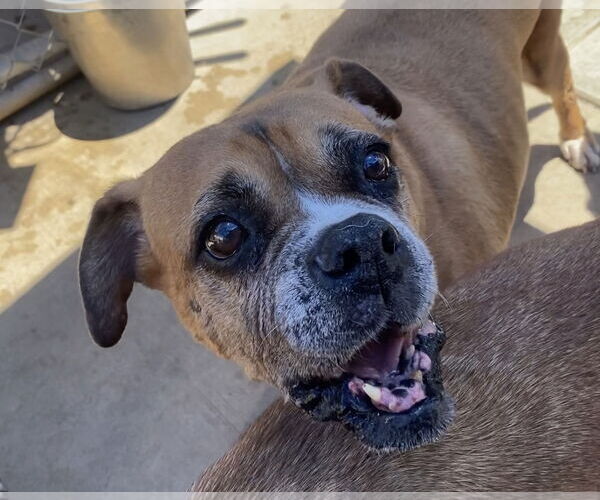 Medium Photo #2 Boxer-Unknown Mix Puppy For Sale in Newport Beach, CA, USA