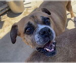 Small #1 Boxer Mix