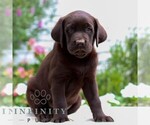 Small #2 Labrador Retriever