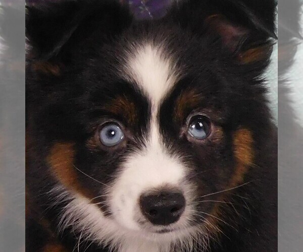 Medium Photo #8 Miniature Australian Shepherd Puppy For Sale in CINCINNATI, OH, USA
