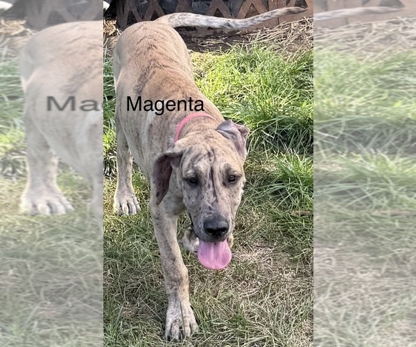 Medium Photo #1 Great Dane Puppy For Sale in GALLOWAY, OH, USA