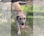 Puppy Magenta Collar Great Dane