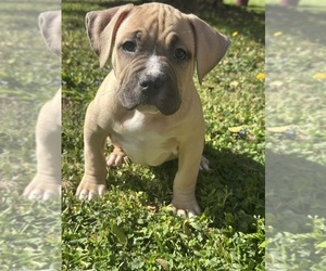 American Bully Puppy for sale in LANCASTER, PA, USA