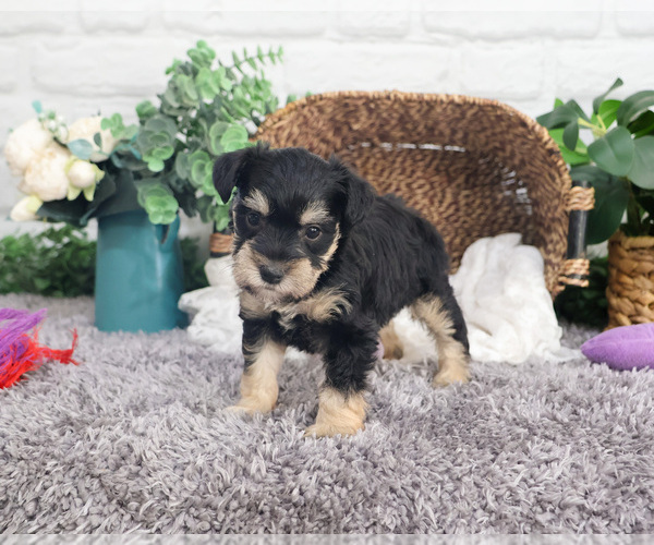 Medium Photo #8 Schnauzer (Miniature) Puppy For Sale in SYRACUSE, IN, USA