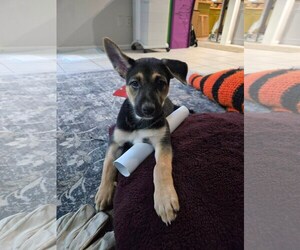 Mutt Dogs for adoption in The Woodlands, TX, USA