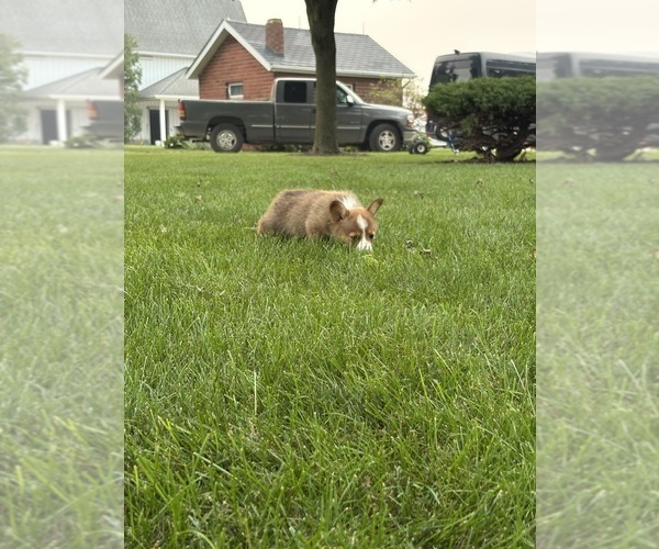Medium Photo #6 Pembroke Welsh Corgi Puppy For Sale in MILFORD, IN, USA