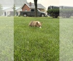 Small #5 Pembroke Welsh Corgi