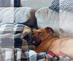 Small #21 Staffordshire Bull Terrier Mix