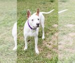 Small #5 American Bulldog-Pointer Mix