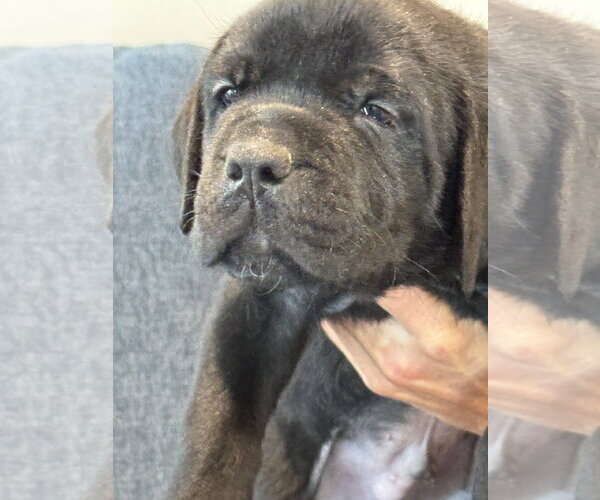 Medium Photo #2 Labrador Retriever-Unknown Mix Puppy For Sale in San Diego, CA, USA