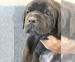 Small Photo #2 Labrador Retriever-Unknown Mix Puppy For Sale in San Diego, CA, USA