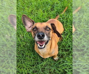 Scout (TX) - Male Dachshund-Unknown Mix Dog for Adoption - Photo #2