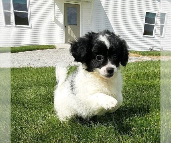 Medium Photo #8 ShihPoo Puppy For Sale in FREDERICKSBURG, OH, USA