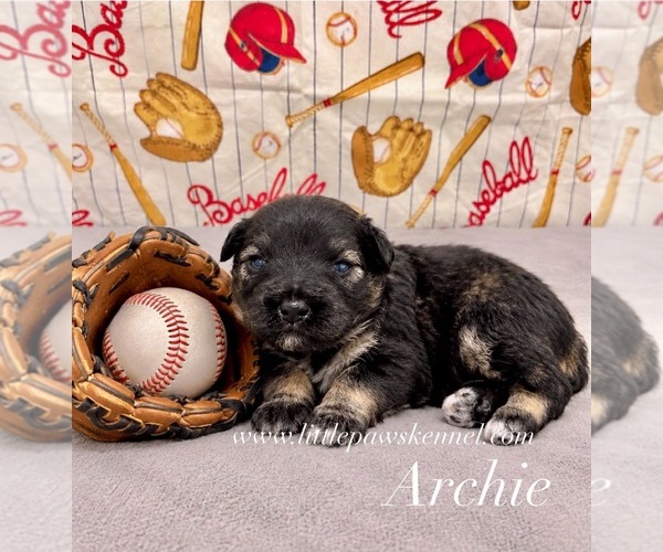Medium Photo #1 Schnauzer (Miniature) Puppy For Sale in WINNSBORO, LA, USA