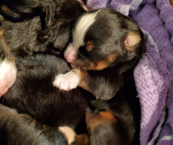 Medium Photo #16 Bernese Mountain Dog Puppy For Sale in LEETONIA, OH, USA