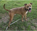 Small #1 American Staffordshire Terrier