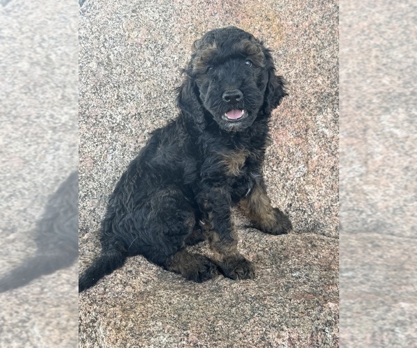 Medium Photo #4 Poodle (Miniature)-Poodle (Standard) Mix Puppy For Sale in LONGMONT, CO, USA