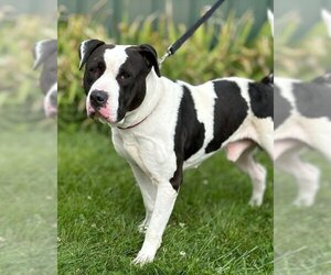 American Pit Bull Terrier-Unknown Mix Dogs for adoption in Batavia, NY, USA