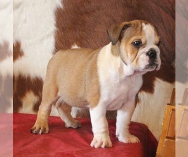 Medium Photo #6 English Bulldog Puppy For Sale in MARSHFIELD, MO, USA