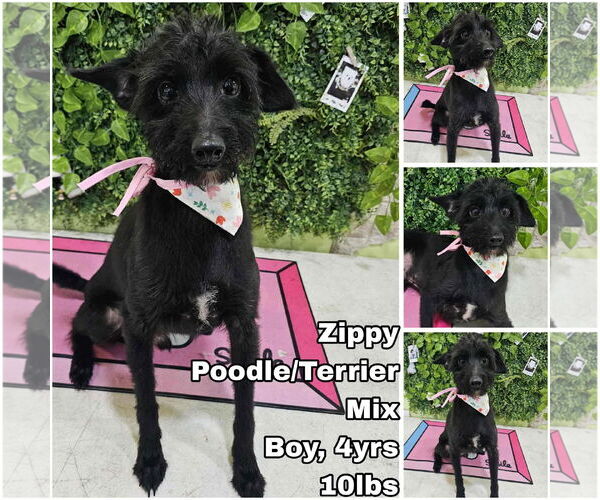 Medium Photo #1 Mutt Puppy For Sale in Seattle, WA, USA