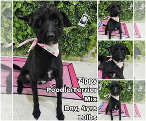 Mutt Dogs for adoption in Seattle, WA, USA