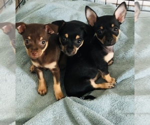 Chihuahua Puppy for sale in COUNTRY LAKES, FL, USA