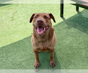 REMMICK - Male Labrador Retriever-Unknown Mix Dog for Adoption - Photo #2