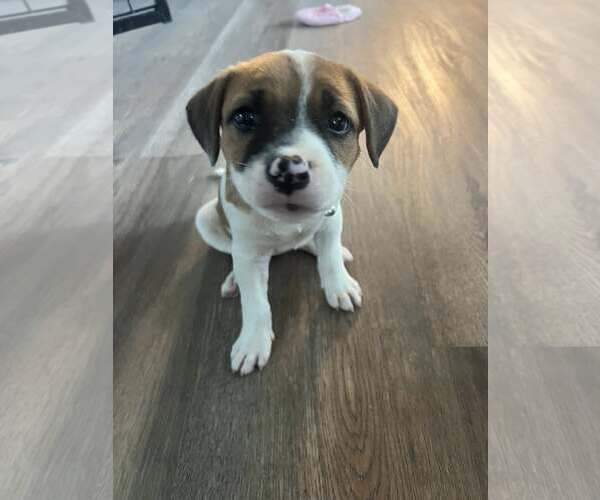 Medium Photo #3 Mutt Puppy For Sale in Greenville, SC, USA