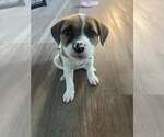 Small #2 Mutt