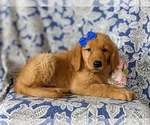 Small Photo #5 Golden Retriever Puppy For Sale in NOTTINGHAM, PA, USA