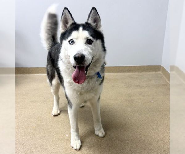 Medium Photo #1 Siberian Husky Puppy For Sale in Aurora, CO, USA
