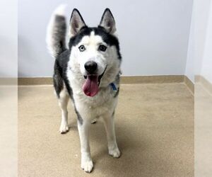Siberian Husky Dogs for adoption in Aurora, CO, USA
