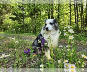 Mother of the Miniature American Shepherd puppies born on 02/17/2024