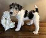 Small #9 Wire Fox Terrier