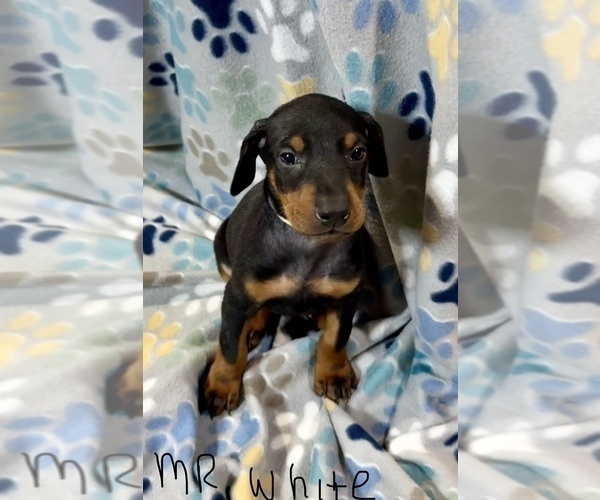 Medium Photo #1 Doberman Pinscher Puppy For Sale in MEDFORD, OR, USA