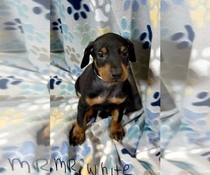 Medium Doberman Pinscher